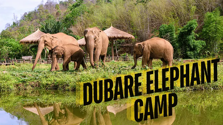 Dubare Elephant Camp Full Guide